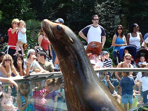 Zoológico de Central Park