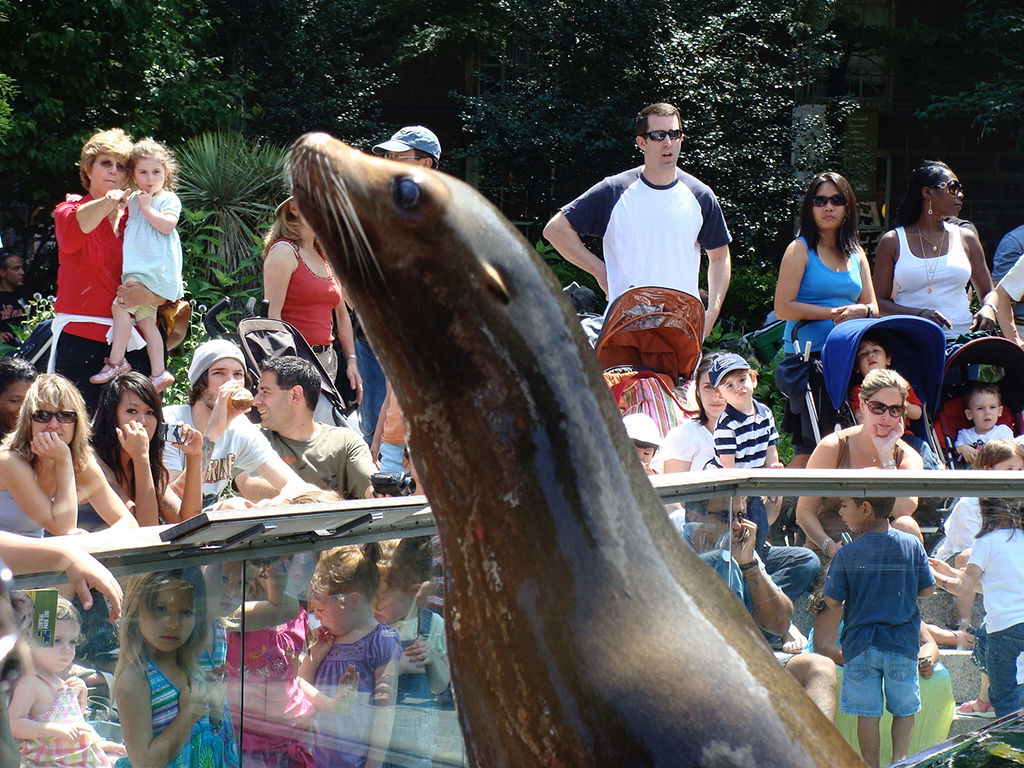 Focas del Zoológico de Central Park - Foto de Andrea Hoare Madrid