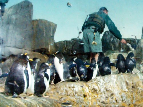 Alimentación de los pingüinos en el Zoológico de Central Park - Foto de AHM - Newyorkando