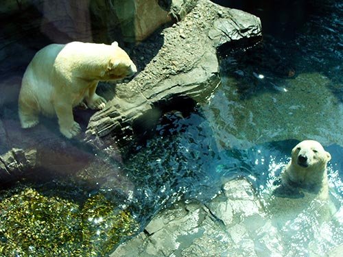 Osos polares en el zoológico de Central Park - Foto de Andrea Hoare Madrid - Newyorkando