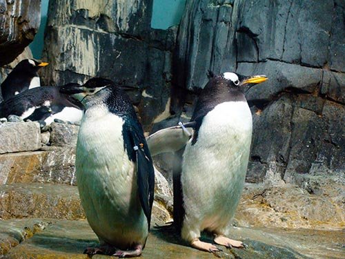 Pingüinos en el Zoológico de Central Park - Foto de Andrea Hoare Madrid - Newyorkando