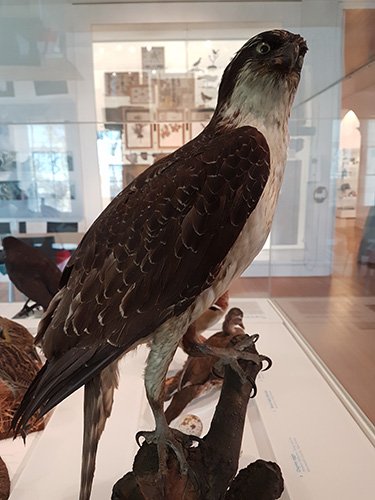 Colección de aves del Museo de Staten Island, águila nativa de Nueva York - Foto de AHM