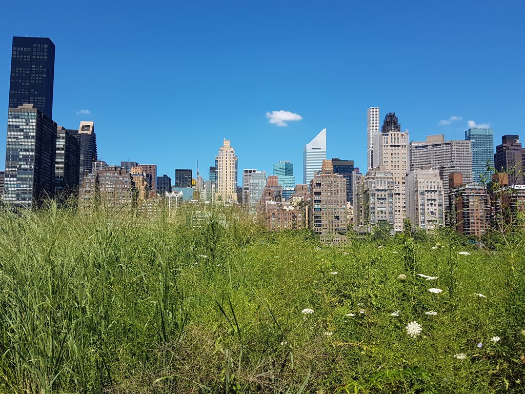 Midtown Manhattan visto desde una pradera de SouthPoint Park en Roosevelt Island - Foto de Andrea Hoare Madrid