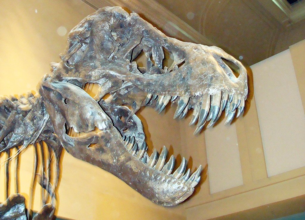 Esqueleto de tiranosaurio Rex en el Museo de Historia Natural de Washington DC - Foto de AHM