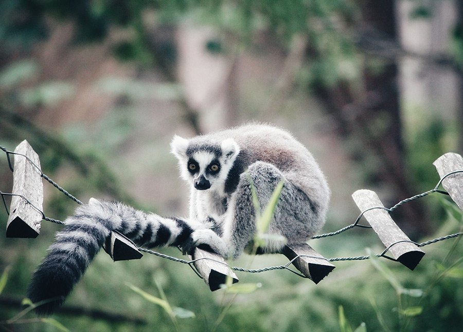 Los lemures son una de las especies más visitadas en el Zoológico del Bronx - Foto de Erik-Jan Leusink on Unsplash disponible en https://unsplash.com/photos/mm4yj7L6Hk0