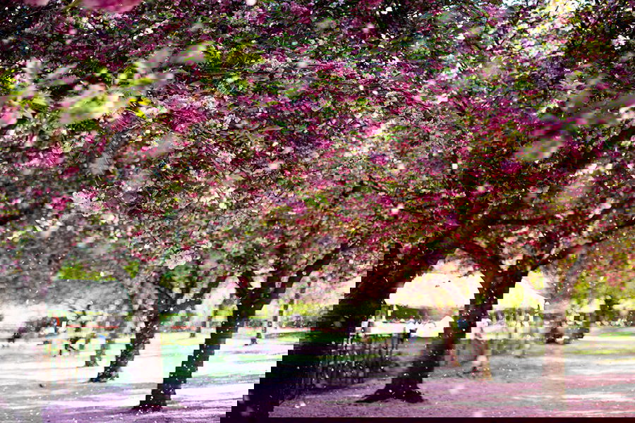 Esplanada de los cerezos en flor del Jardín Botánico de Brooklyn en primavera - Foto de Pascale Amez en Unsplash