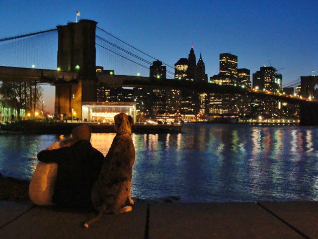 Pareja y perro gran danés mirando Manhattan desde el mirador del Brooklyn Bridge Park en el Pier 1 - Foto de Andrea Hoare Madrid