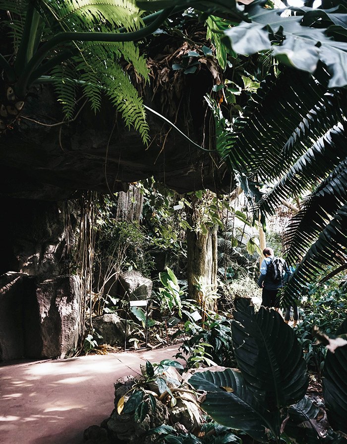 Interior del Pabellón Tropical del Brooklyn Botanic Garden de Yasir Eryilmaz en Unsplash disponible en https://unsplash.com/photos/wNhEp7BAD8A