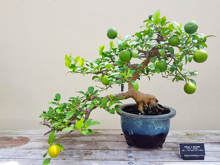 Limonero Bonsai en la muestra de bonsai del Brooklyn Botanical Garden - Foto de Andrea Hoare Madrid