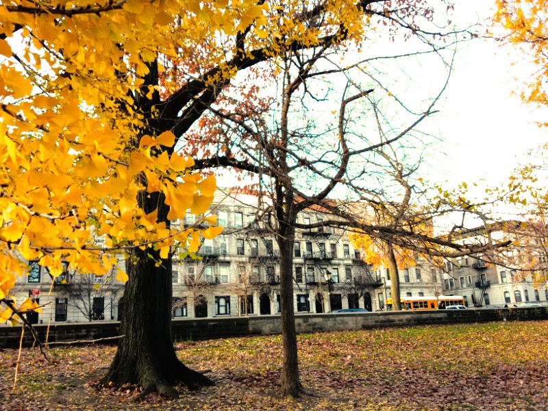 Casas de Park Slope vistas desde Prospect Park, árboles con las hojas amarillas de otoño - Foto de Andrea Hoare Madrid