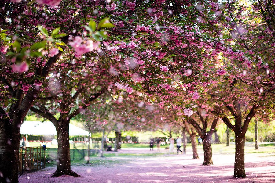 Esplanada de los cerezos en flor del Jardín Botánico de Brooklyn en primavera - Foto de Pascale Amez en Unsplash disponible en https://unsplash.com/photos/fk2aGJeIl0s