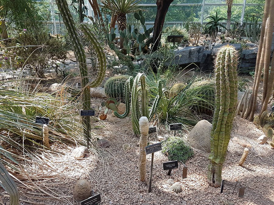 Especies cactaceas de Argentina y Chile en el interior del Pabellón del Desierto del Brooklyn Botanical Garden - Foto de Andrea Hoare Madrid