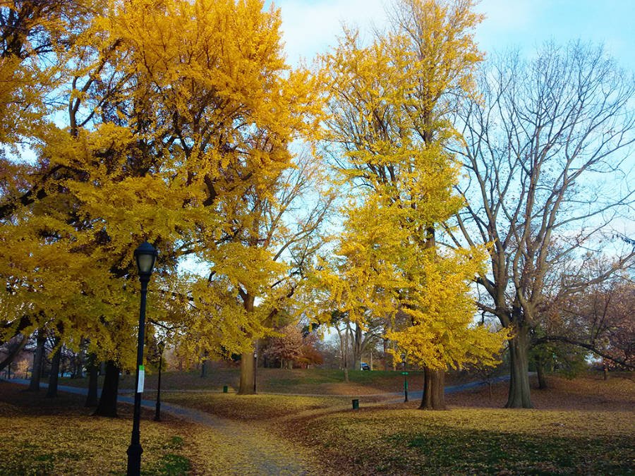 Árboles de Prospect Park de Brooklyn en otoño, hojas amarillas - Foto de Andrea Hoare Madrid
