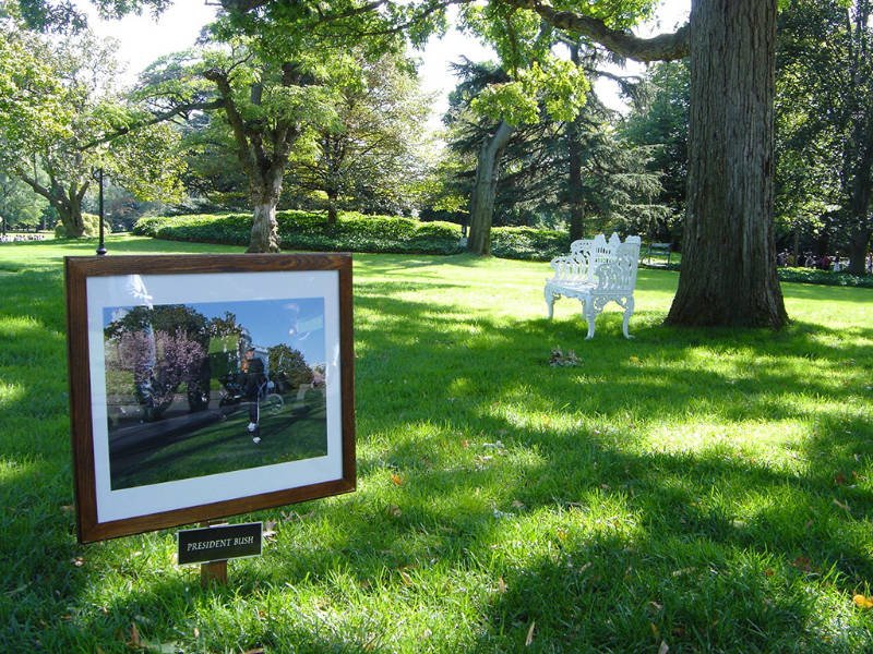 Recorrido por los jardines de la Casa Blanca. Árbol sembrado por el presidente Bush - Foto de Andrea Hoare Madrid